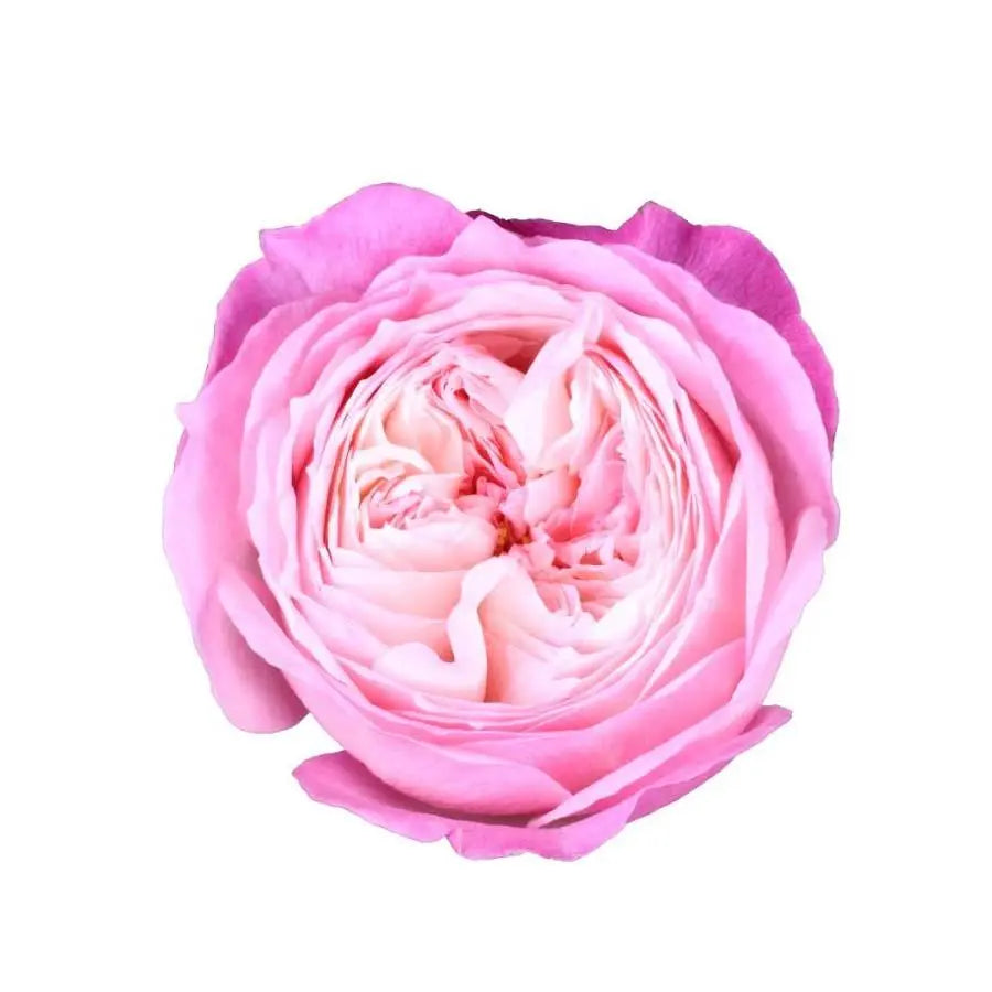 Garden Rose Constance (David Austin) - 48 Stem Bunch