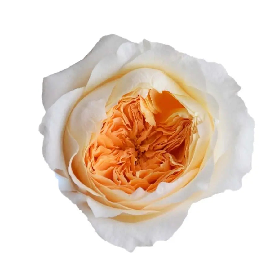 Garden Rose Effie (David Austin) - 48 Stem Bunch