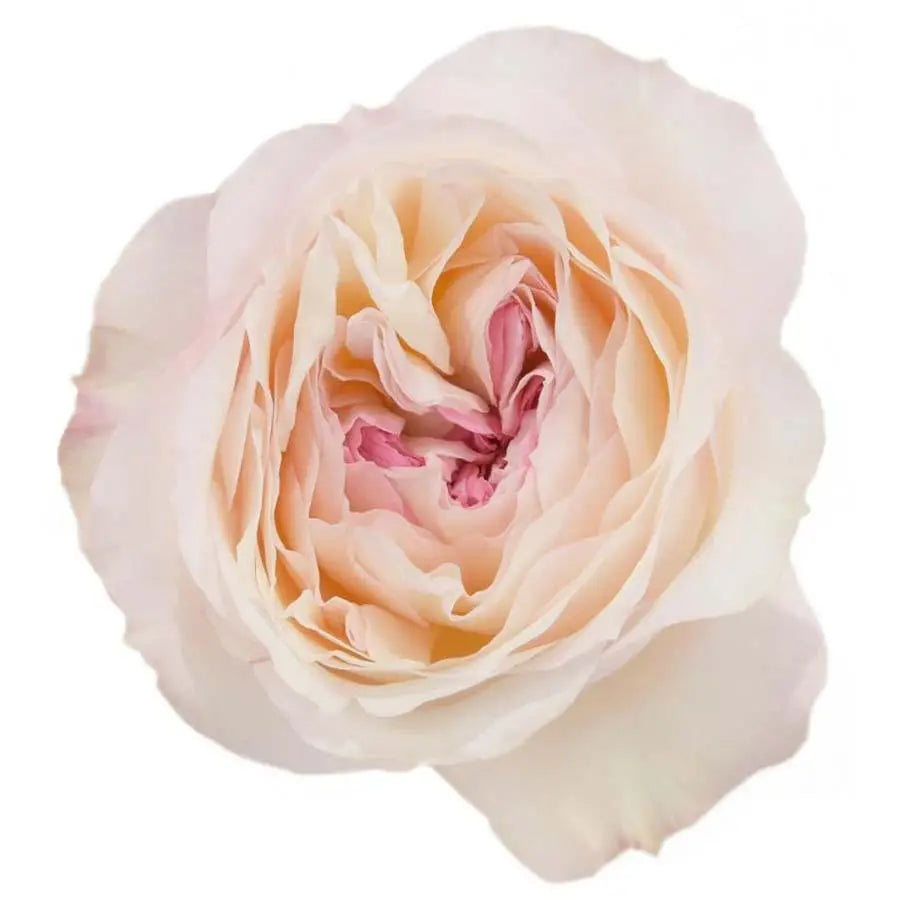 A delicate David Austin Keira garden rose featuring ruffled blush pink and cream petals.