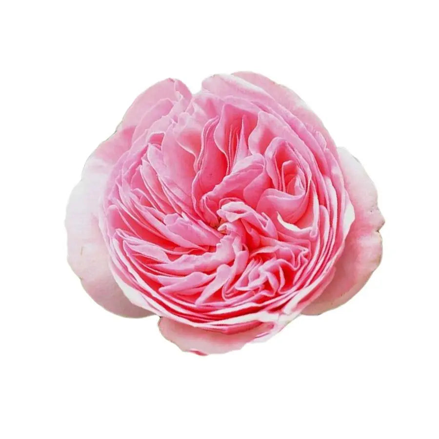 Garden Rose Maria Theresa - 48 Stem Bunch