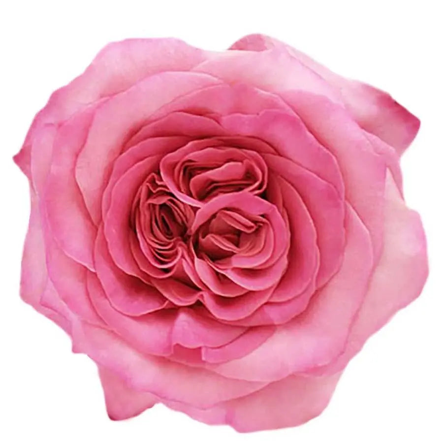 Garden Rose Mayra Flamingo - 48 Stem Bunch