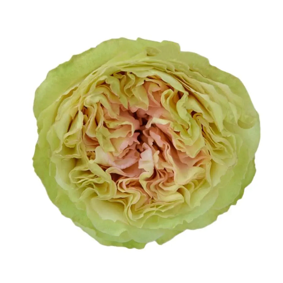 Garden Rose Mayra Green - 48 Stem Bunch