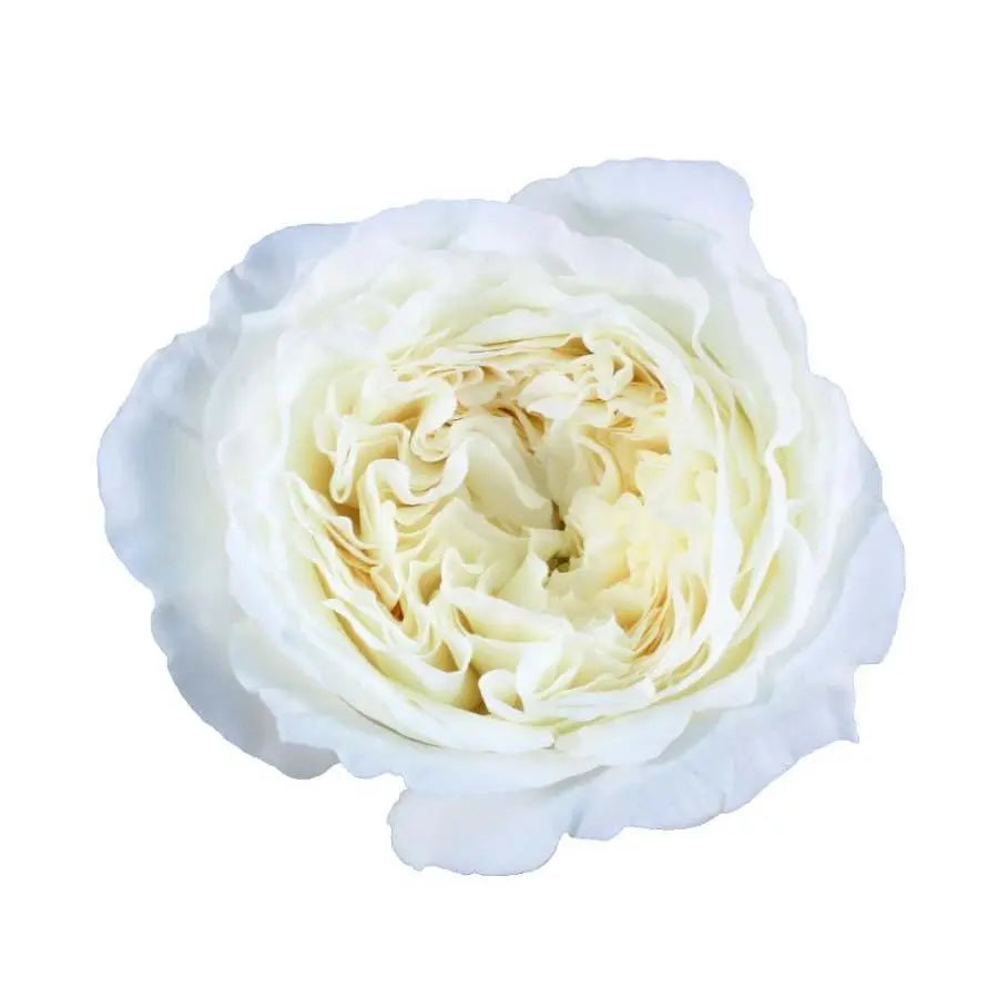 A cream-colored David Austin Patience garden rose with a dense, flat rosette petal structure.