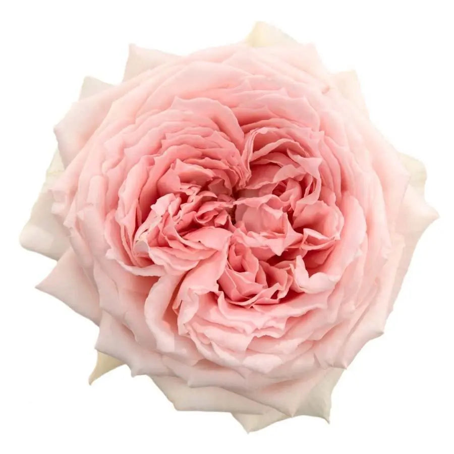 Garden Rose Princess Hitomi - 48 Stem Bunch
