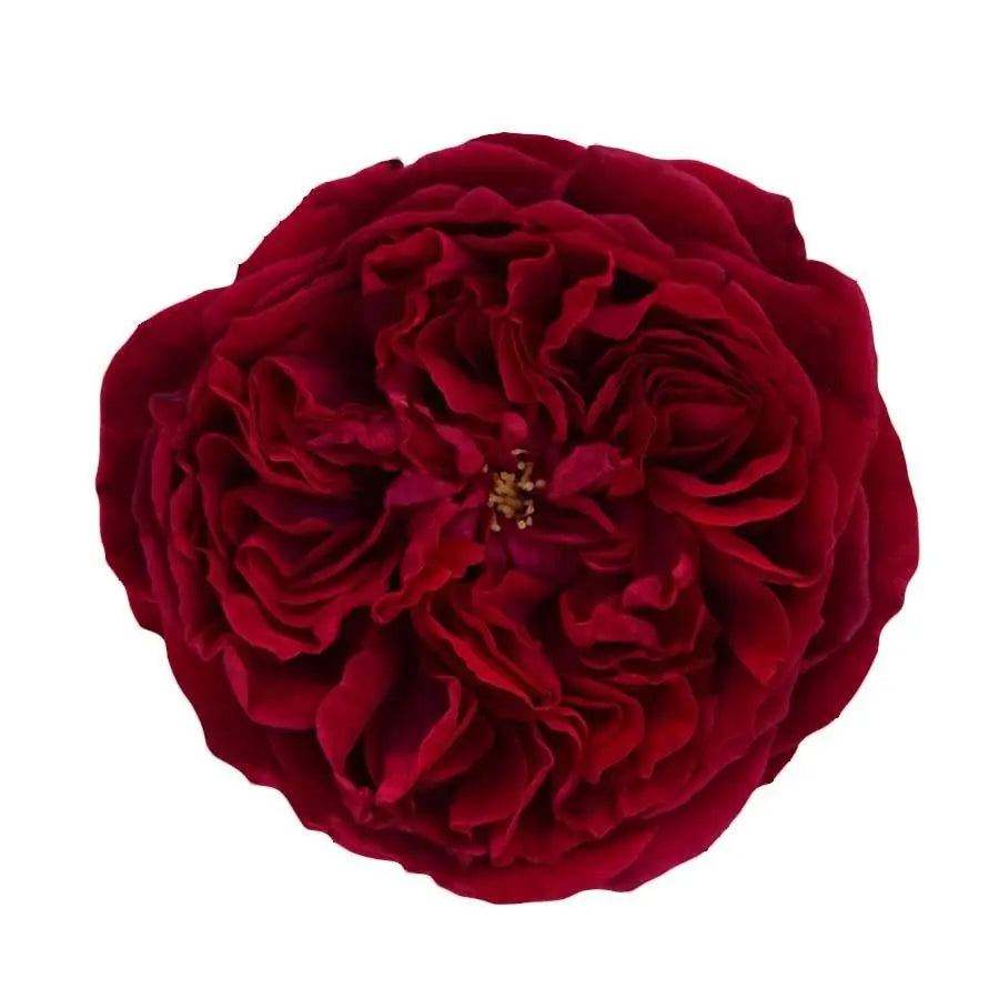 Garden Rose Tess (David Austin) - 48 Stem Bunch