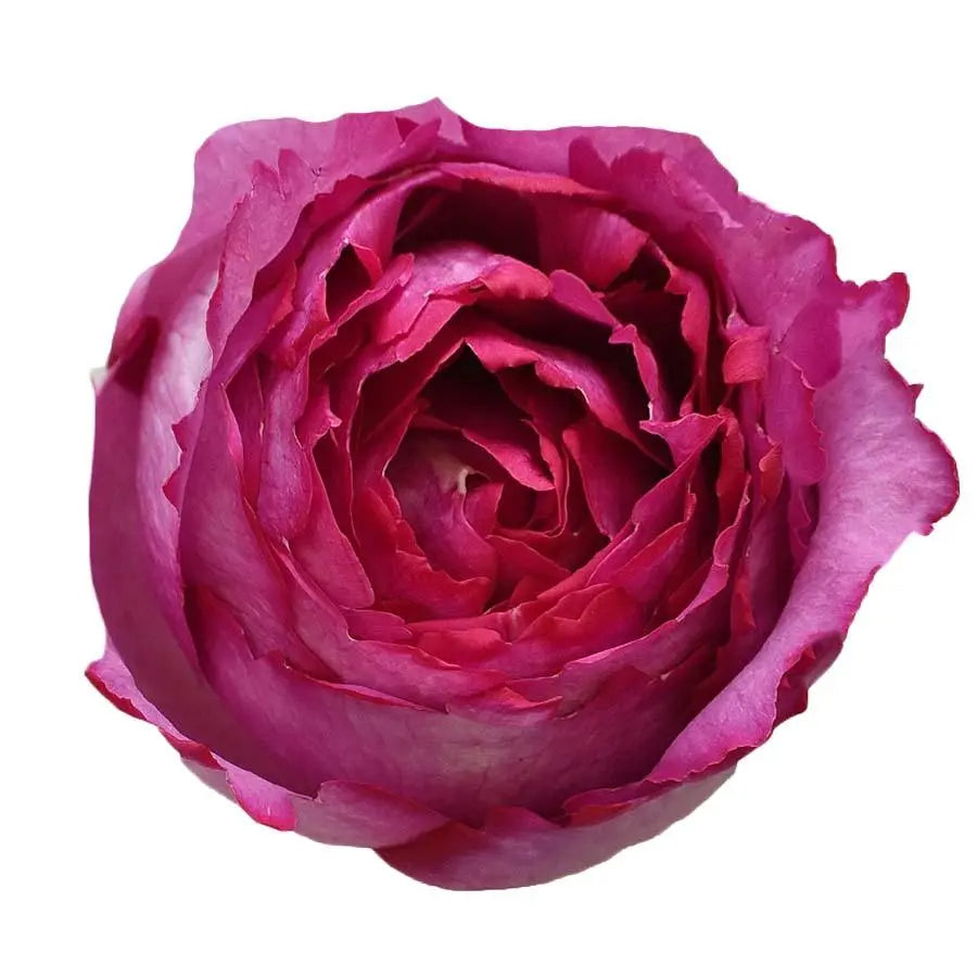 Garden Rose Yves Piaget - 48 Stem Bunch