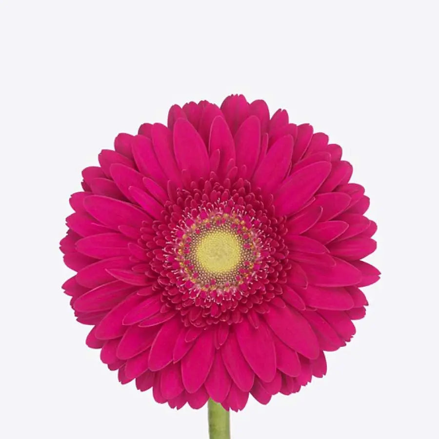 Gerber Daisy Hot Pink - 60 Stem Bunch Holex Dutch