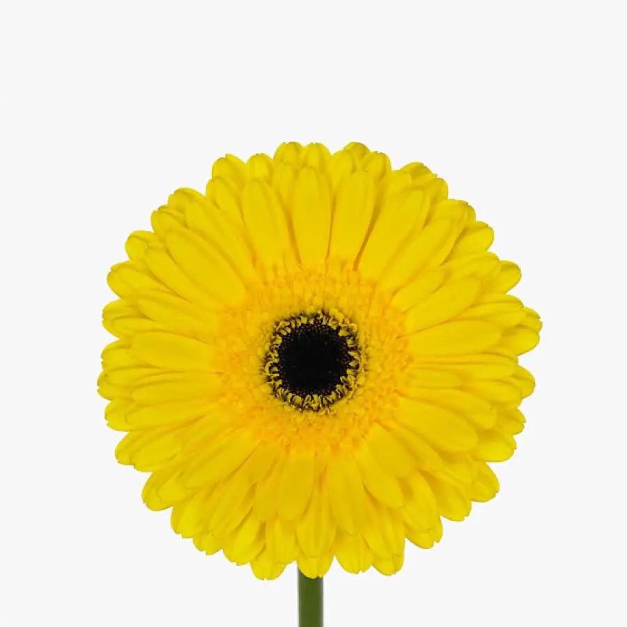 Gerber Daisy Yellow - 60 Stem Bunch Holex Dutch