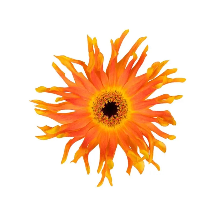 Germini (Mini Gerber Daisies) - PetalDriven – Tagged 