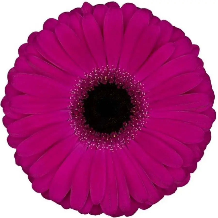 Gerber Aladin - 50 Stem bunch Holex Dutch