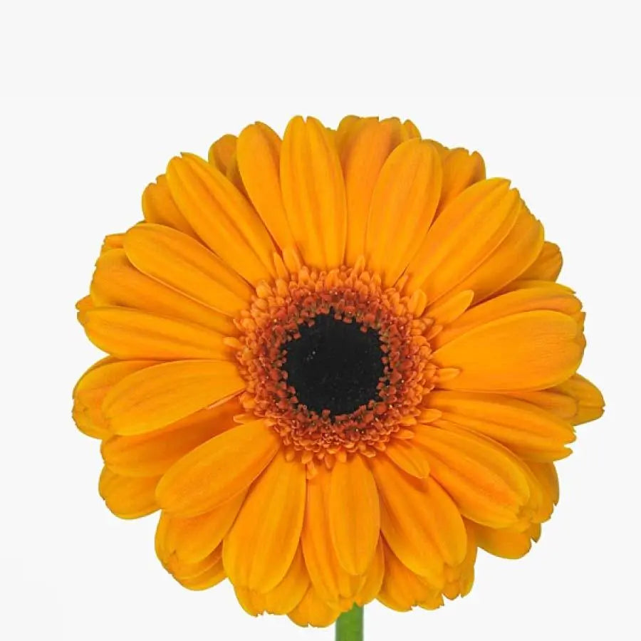 Gerber Alex - 50 Stem Bunch Holex Dutch