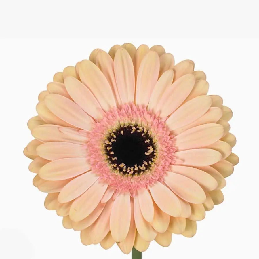 Gerber Alliance - 50 Stem Bunch Holex Dutch