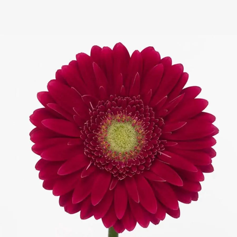 Gerber Ambassador - 50 Stem Bunch Holex Dutch