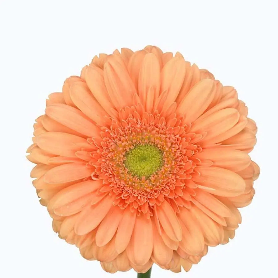 Gerber Avignon - 50 Stem Bunch Holex Dutch