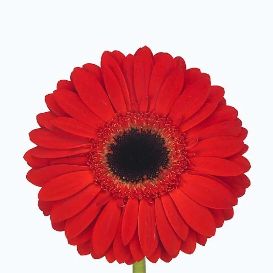 Gerber Blind Date - 50 Stem Bunch Holex Dutch