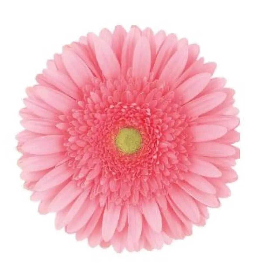 Gerber Blossom - 50 Stem Bunch Holex Dutch