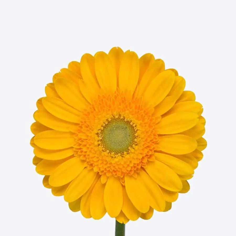 Gerber Captiva - 50 Stem Bunch Holex Dutch