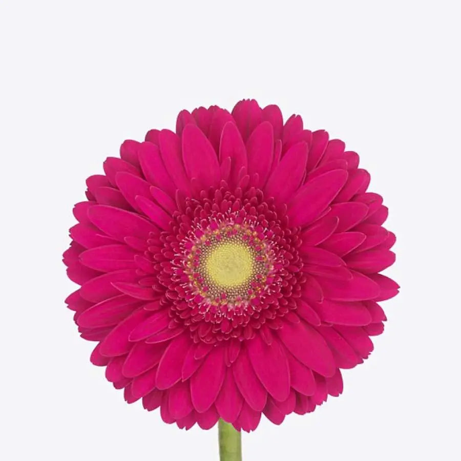 Gerber Cranberry - 50 Stem Bunch Holex Dutch