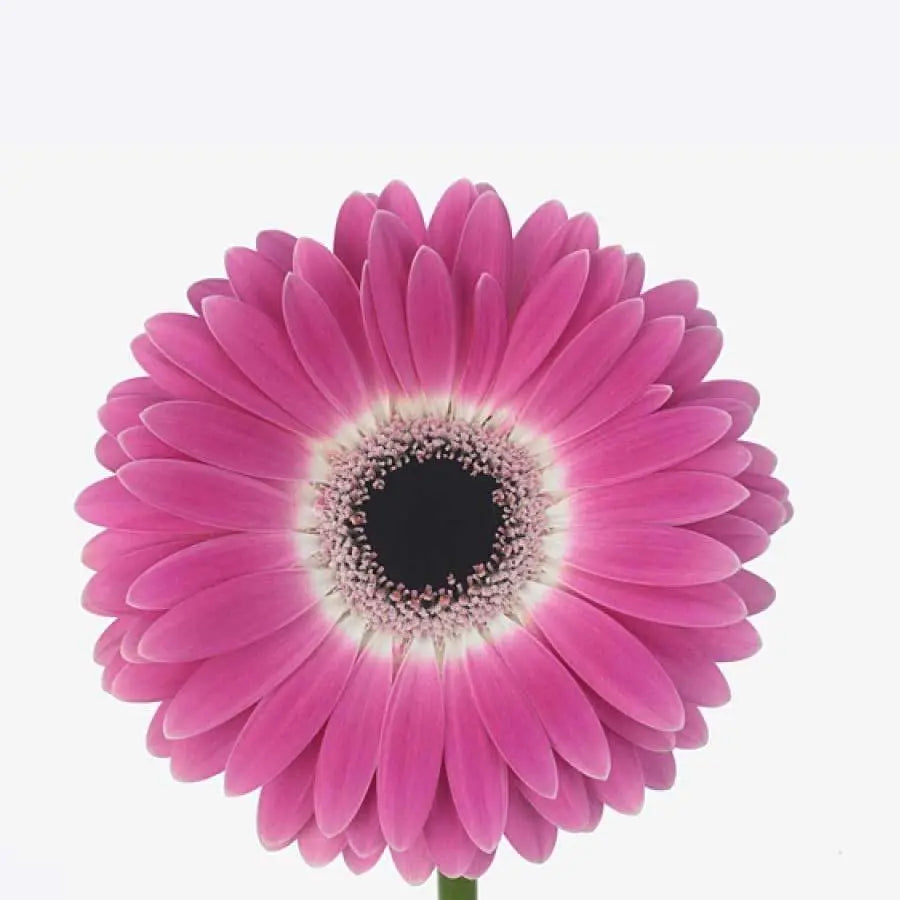 Gerber Cubanita - 50 Stem Bunch Holex Dutch