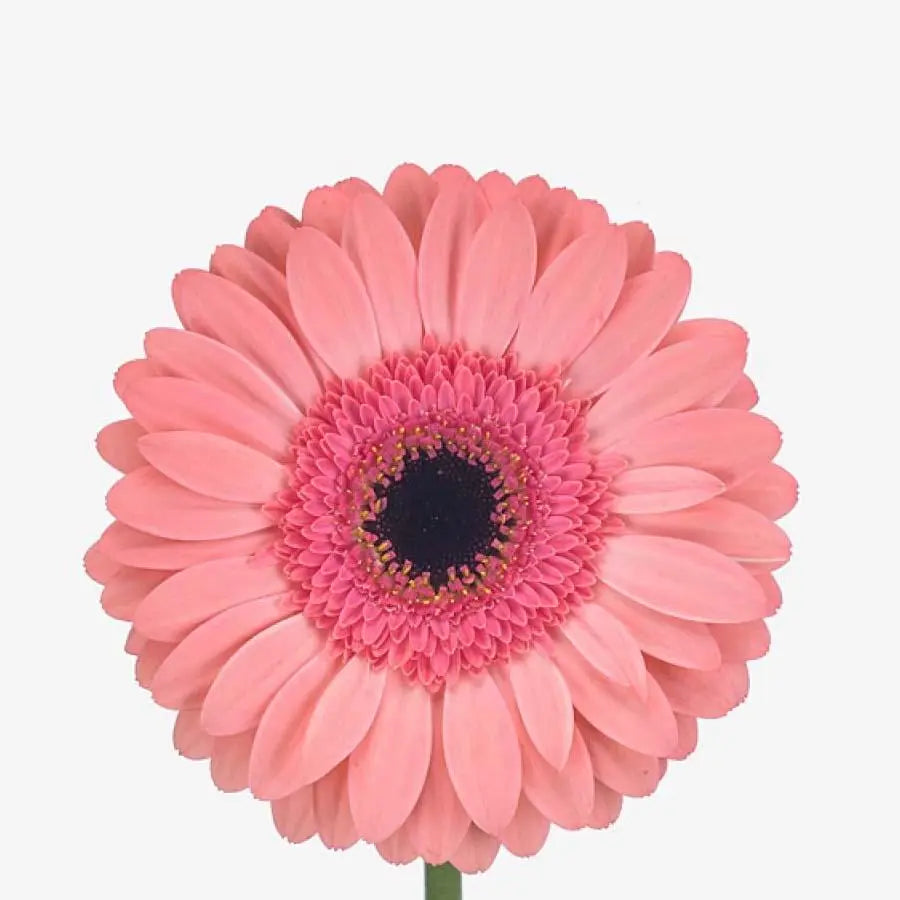 Gerber Debut - 50 Stem Bunch Holex Dutch