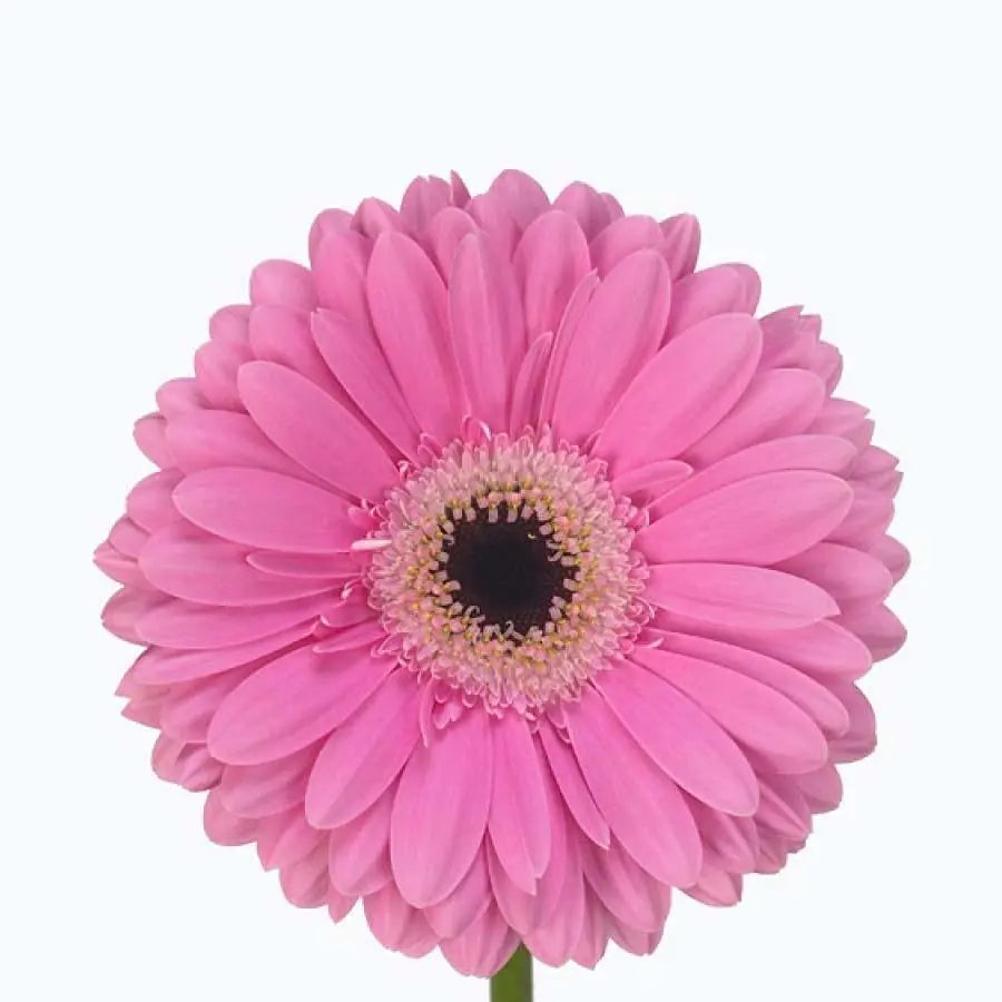 Gerber Dreamer - 50 Stem Bunch Holex Dutch