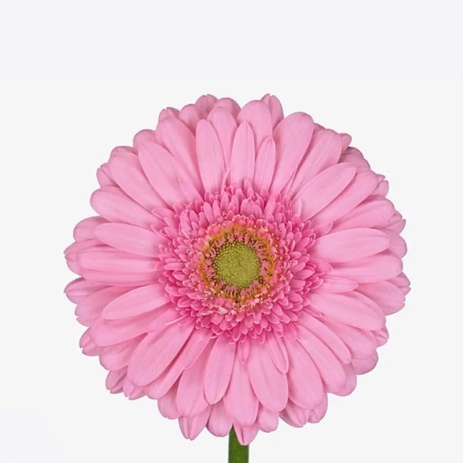 Gerber Evi - 50 Stem Bunch Holex Dutch
