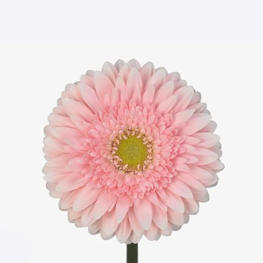 Gerber Fem - 50 Stem Bunch Holex Dutch
