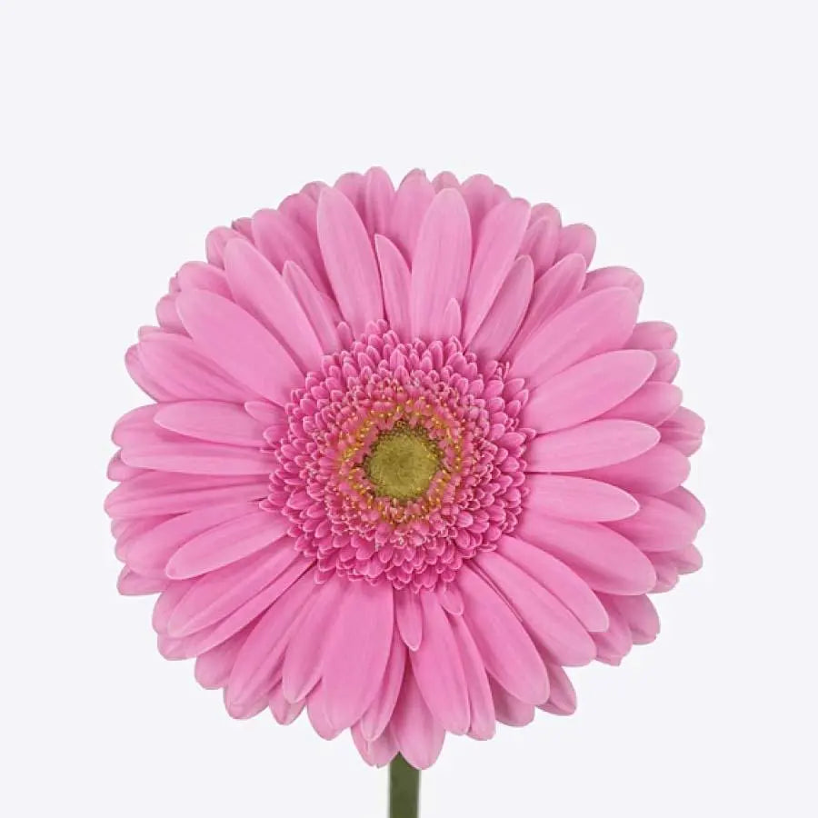 Gerber Glossy - 50 Stem Bunch Holex Dutch