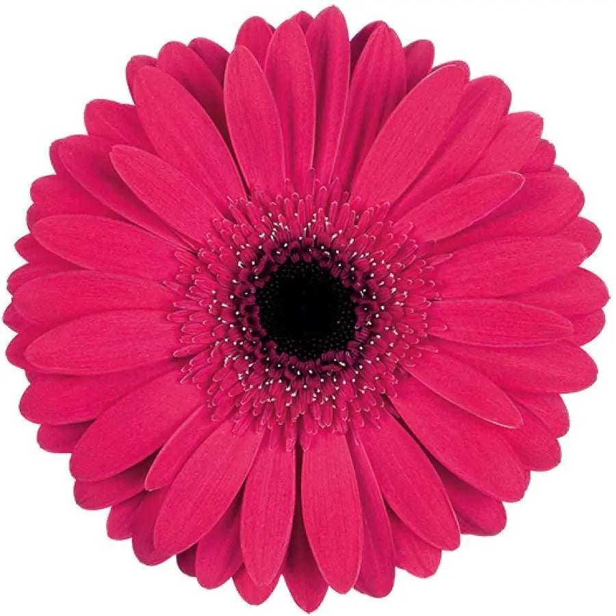 Gerber Intense - 50 Stem Bunch Holex Dutch