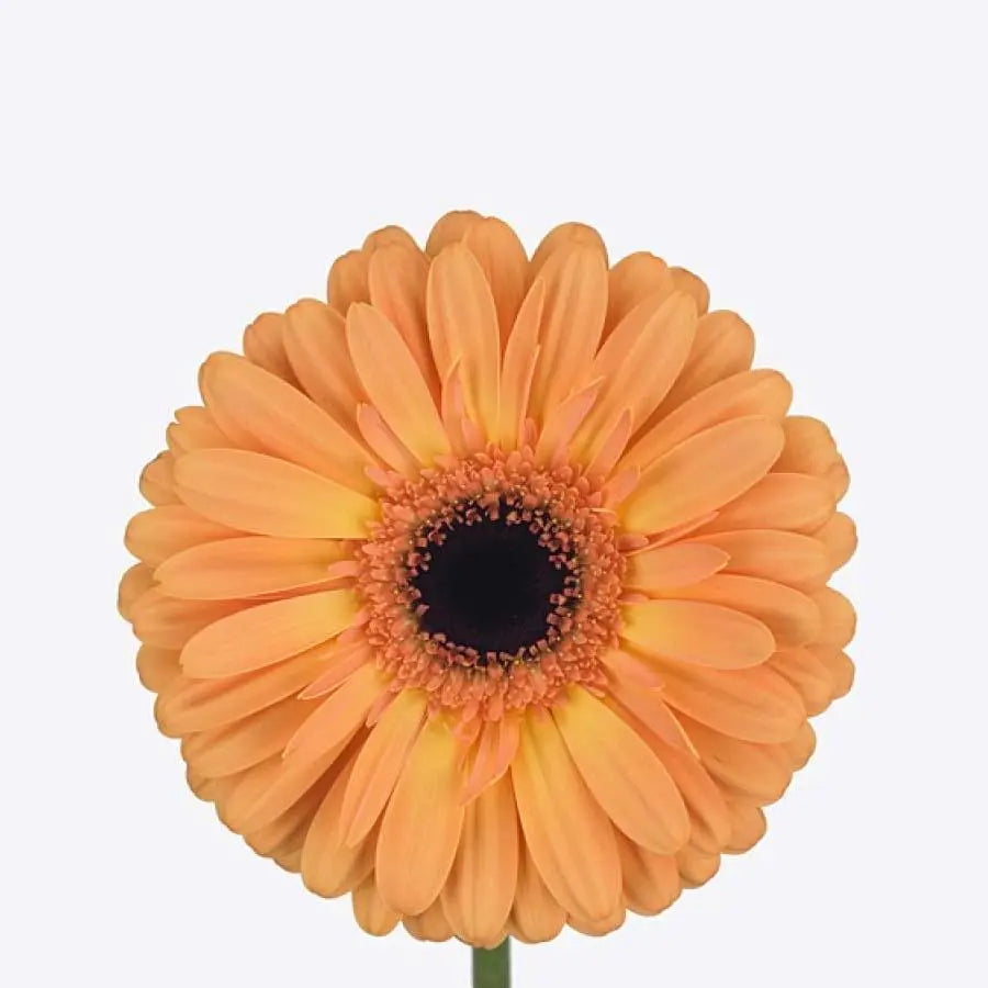 Gerber Jetset - 50 Stem Bunch Holex Dutch