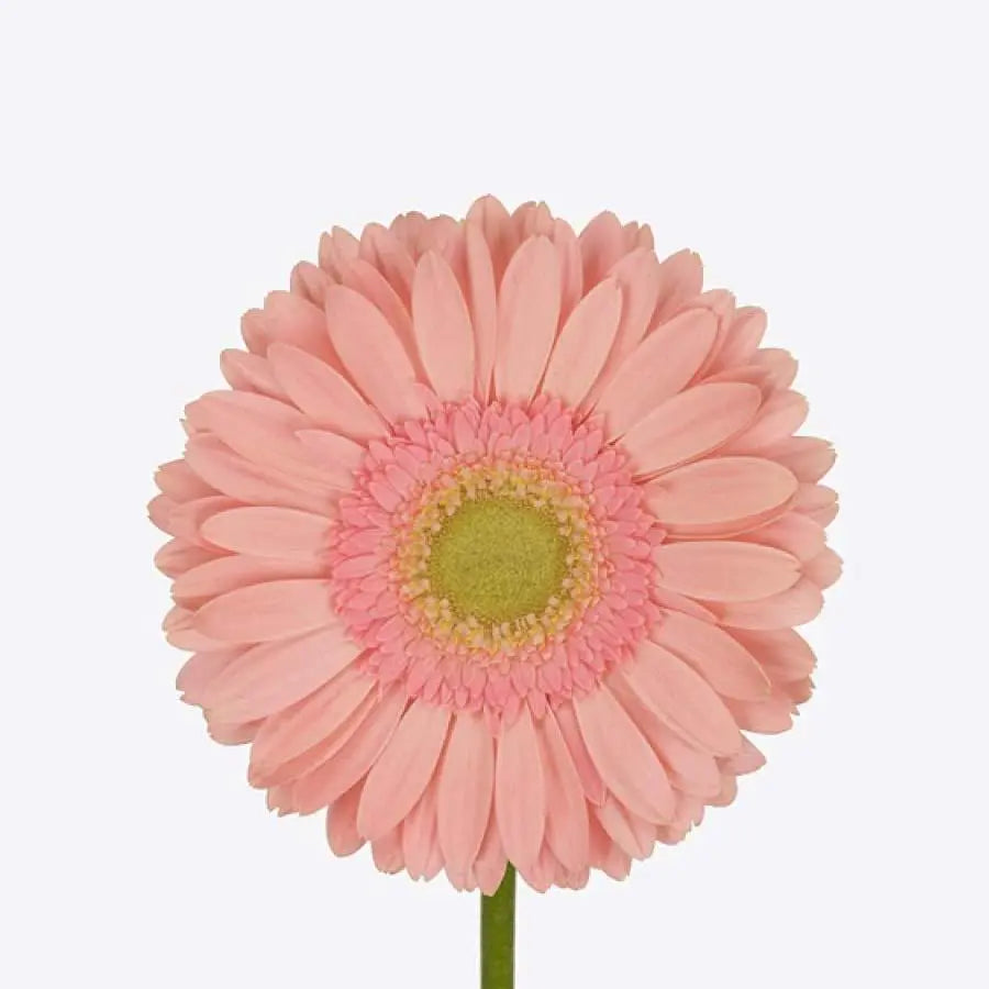 Gerber Kiara - 50 Stem Bunch Holex Dutch
