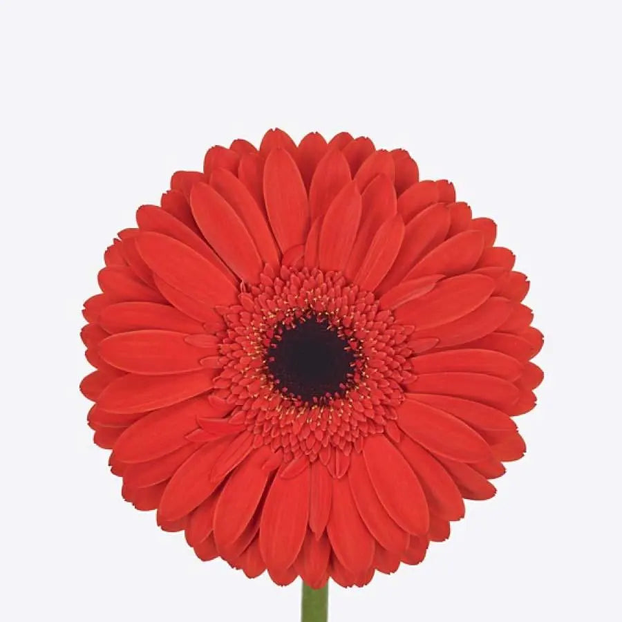 Gerber Lady Red - 50 Stem Bunch Holex Dutch