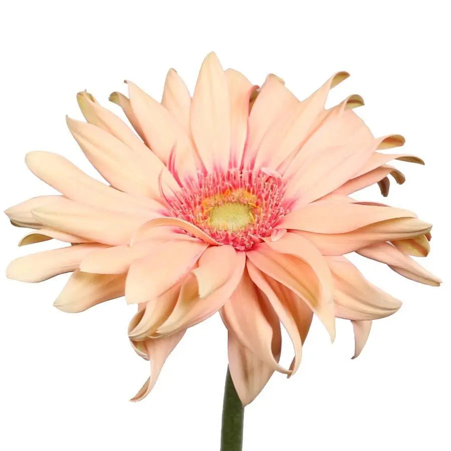 Gerber Pasta Rosata - 50 Stem Bunch Holex Dutch