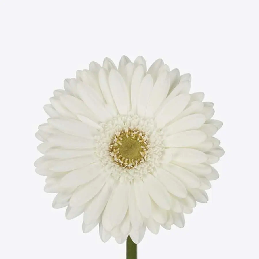 Gerber Romance - 50 Stem Bunch Holex Dutch