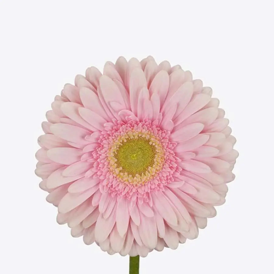 Gerber Romella - 50 Stem Bunch Holex Dutch