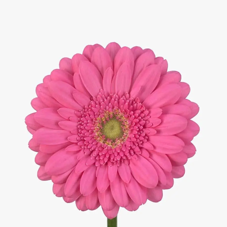 Gerber Samara - 50 Stem Bunch Holex Dutch