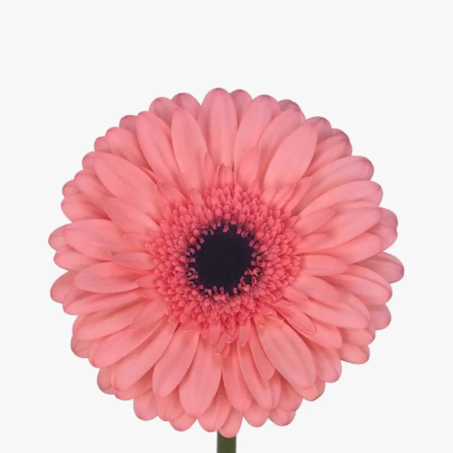 Gerber Scala - 50 Stem Bunch Holex Dutch