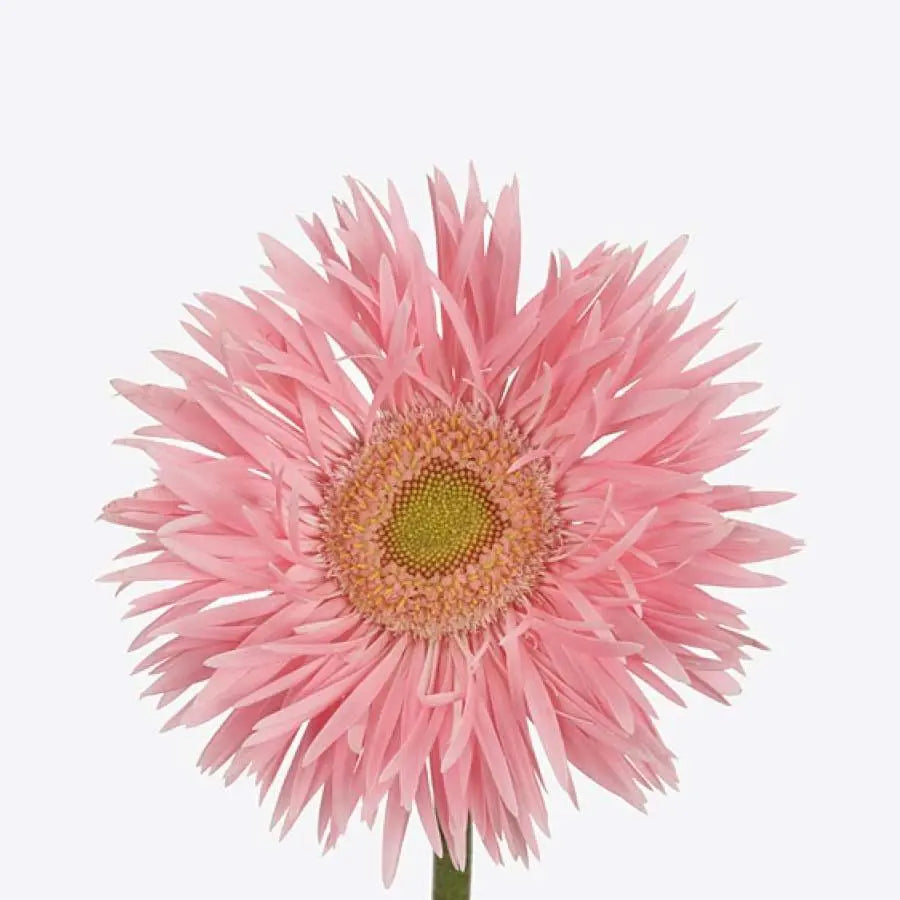 Gerber Spider Emotion - 50 Stem Bunch Holex Dutch