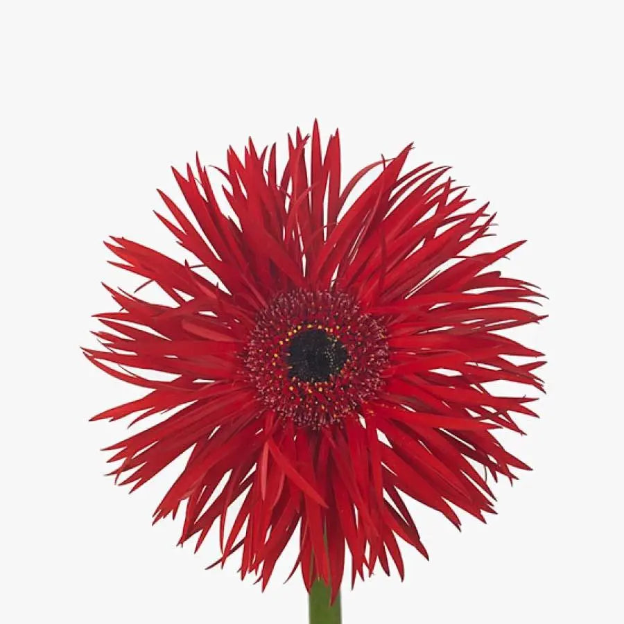 Gerber Spider Pepper - 50 Stem Bunch Holex Dutch