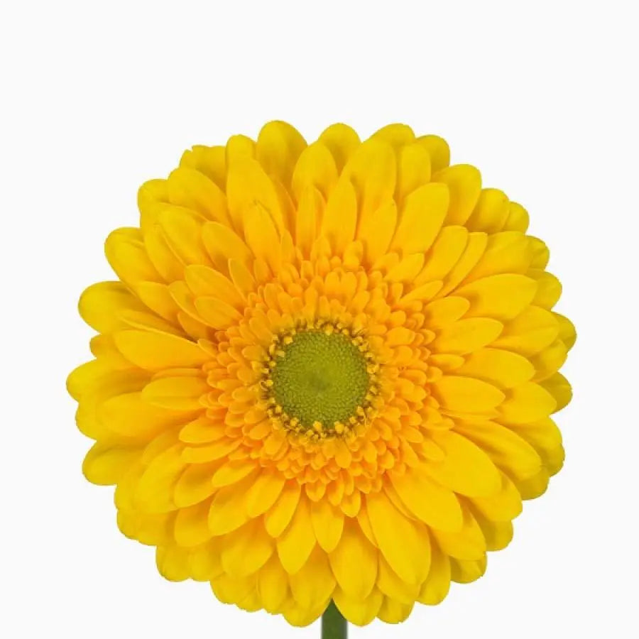 Gerber Submarine - 50 Stem Bunch Holex Dutch