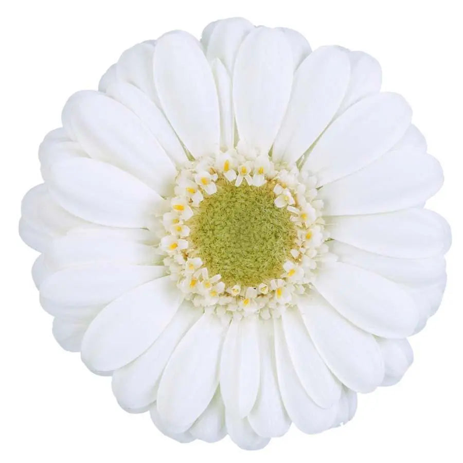 Germini Albino
