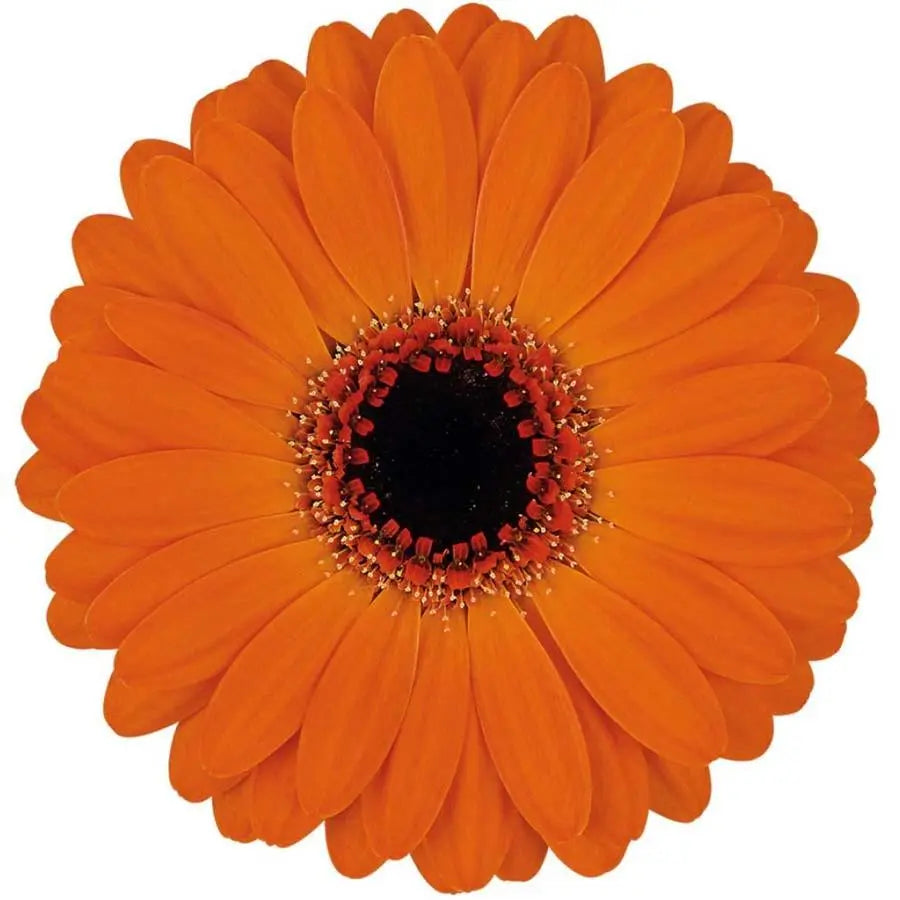 Germini Allure