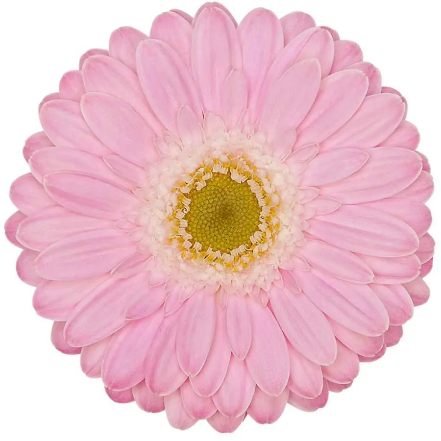 Germini Babble
