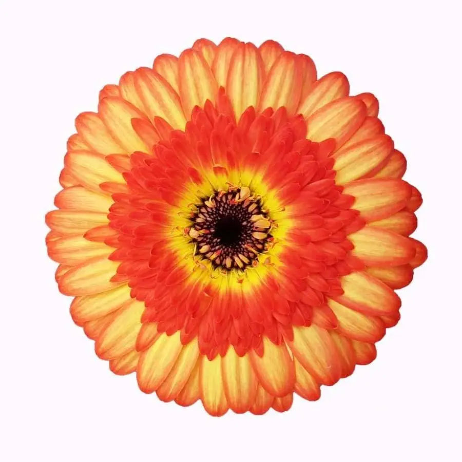 Germini Colori