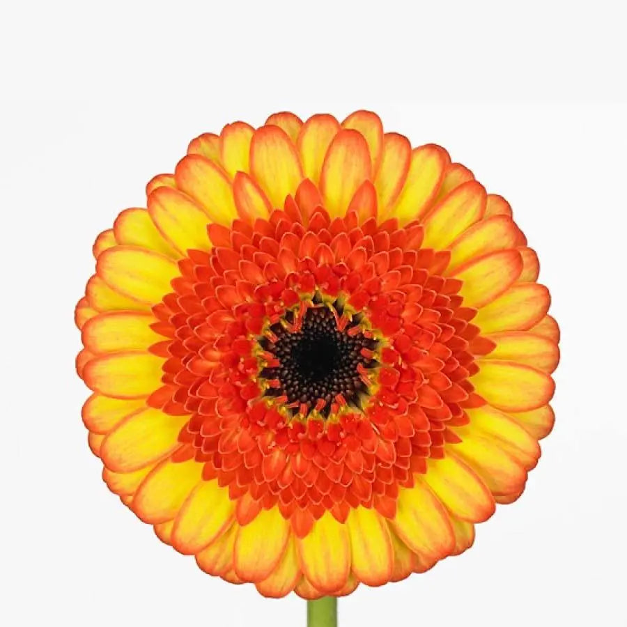 Germini Decora