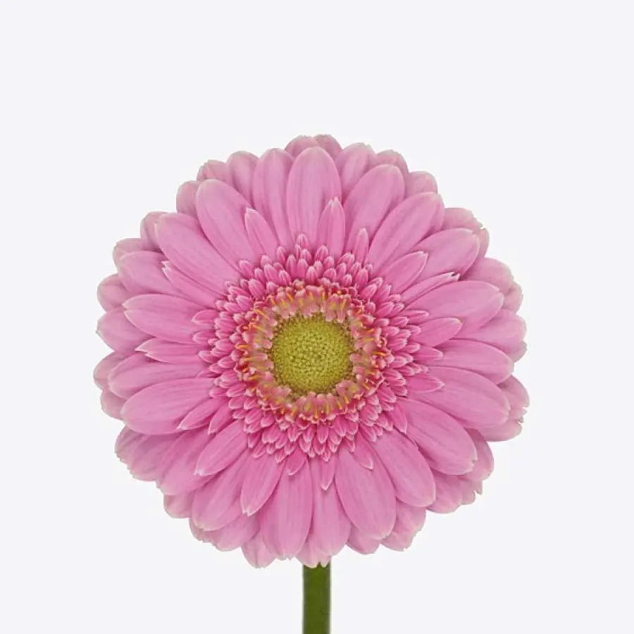 Germini Festini