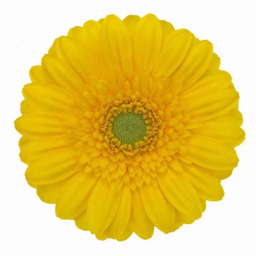 Germini Ilios