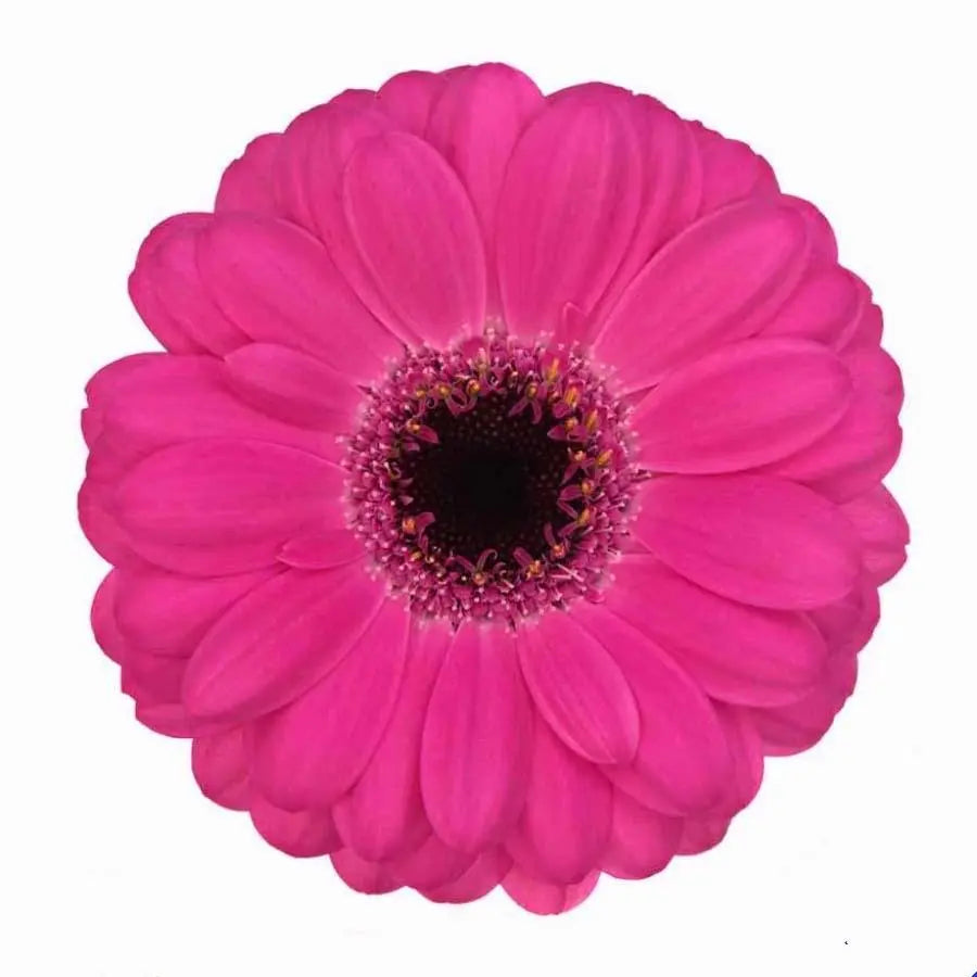 Germini Indigo