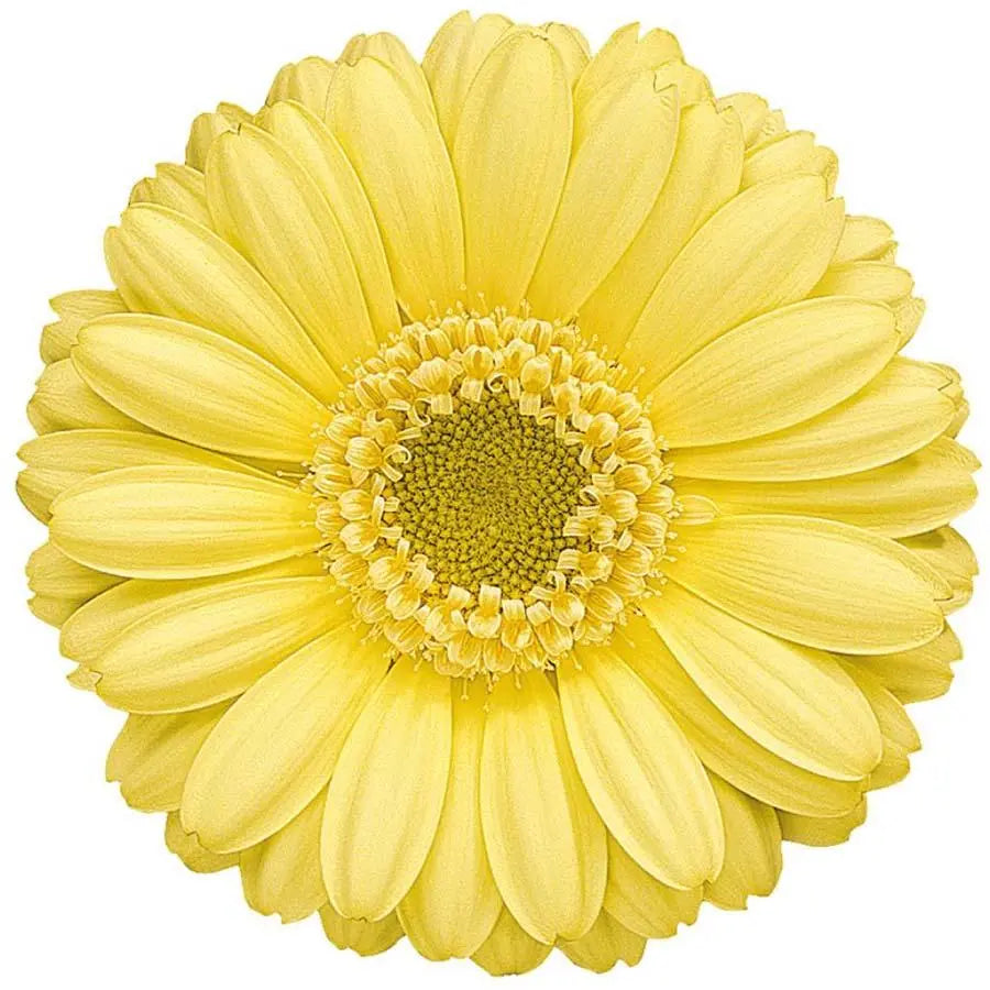 Germini Lemon Ice