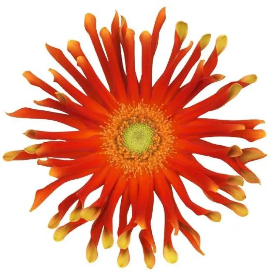 Germini (Mini Gerber Daisies) - PetalDriven – Tagged 